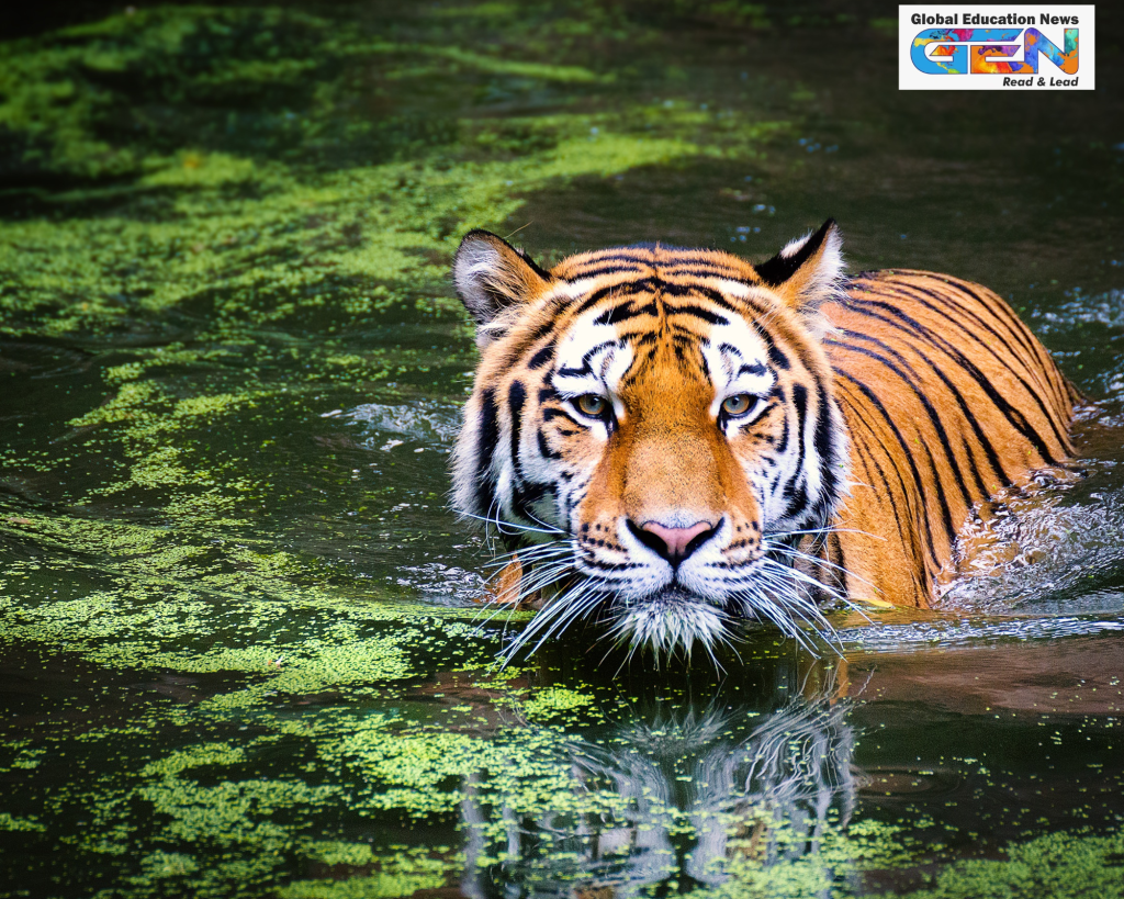 Tamor Pingla Tiger Reserve, Bengal tiger conservation, wildlife conservation, Jharkhand tiger reserve, tiger reserves in India, wildlife management, eco-tourism, current affairs, biodiversity protection, tiger habitat, Palamau division, India tiger population, wildlife poaching, forest protection, Current affairs, UPSC