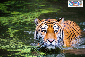 Tamor Pingla Tiger Reserve, Bengal tiger conservation, wildlife conservation, Jharkhand tiger reserve, tiger reserves in India, wildlife management, eco-tourism, current affairs, biodiversity protection, tiger habitat, Palamau division, India tiger population, wildlife poaching, forest protection, Current affairs, UPSC