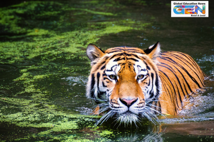 Tamor Pingla Tiger Reserve, Bengal tiger conservation, wildlife conservation, Jharkhand tiger reserve, tiger reserves in India, wildlife management, eco-tourism, current affairs, biodiversity protection, tiger habitat, Palamau division, India tiger population, wildlife poaching, forest protection, Current affairs, UPSC