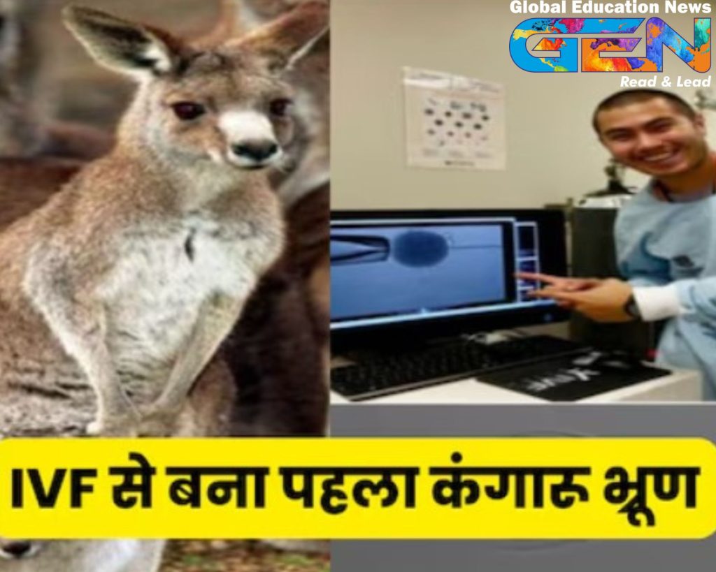 kangaroo embryo IVF, IVF ICSI, marsupial reproductive science, kangaroo conservation, endangered species, koalas, Tasmanian devils, wildlife preservation, genetic material, wildlife IVF, marsupial extinction, in vitro fertilization, reproductive biology, University of Queensland, wildlife conservation.