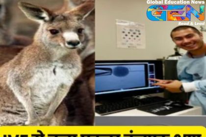 kangaroo embryo IVF, IVF ICSI, marsupial reproductive science, kangaroo conservation, endangered species, koalas, Tasmanian devils, wildlife preservation, genetic material, wildlife IVF, marsupial extinction, in vitro fertilization, reproductive biology, University of Queensland, wildlife conservation.