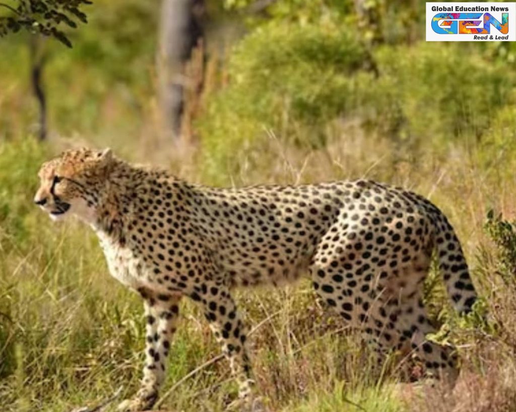 Mukhi first adult cheetah India, Project Cheetah 2025 updates, Kuno National Park cheetahs, cheetah reintroduction success, India born cheetah adulthood, cheetah cub mortality India, wildlife conservation milestone, Gandhi Sagar cheetahs, cheetah population India, Namibian cheetah Jwala, current affairs, UPSC current affairs, UPSC Main