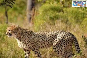 Mukhi first adult cheetah India, Project Cheetah 2025 updates, Kuno National Park cheetahs, cheetah reintroduction success, India born cheetah adulthood, cheetah cub mortality India, wildlife conservation milestone, Gandhi Sagar cheetahs, cheetah population India, Namibian cheetah Jwala, current affairs, UPSC current affairs, UPSC Main