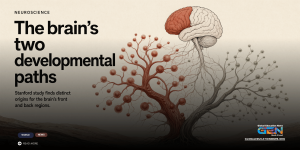 Stanford brain study, human brain evolution, neuroscience research, Stanford Medicine, brain development, brain evolution, hindbrain neurons, stem cell research